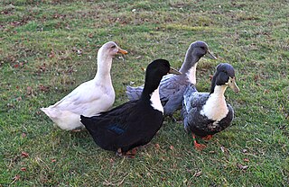 Swedish Blue breed of duck