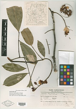 <i>Swartzia rediviva</i> Species of legume