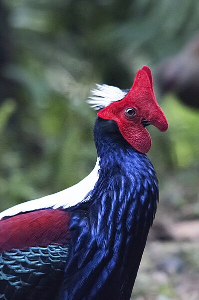 File:Swinhoe's Pheasant Face Closeup.jpg