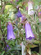 Campanula wanneri