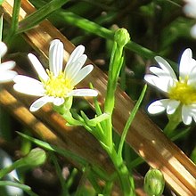 Details from a Symphyotrichum potosinum photo with white ray florets, yellow center, somewhat firm but grass-like leaves
