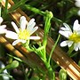 Thumbnail for Symphyotrichum potosinum