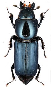 <i>Syntelia</i> Genus of beetles