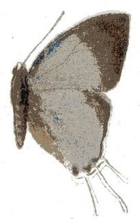 <i>Syrmoptera melanomitra</i> Species of butterfly