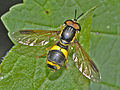 Chrysotoxum bicinctum