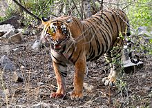 Ranthambore National Park - Wikipedia