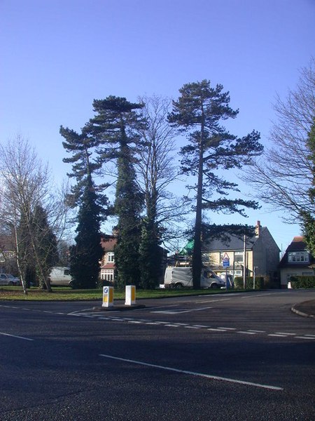 File:Tall trees by Cambridge Road - geograph.org.uk - 660073.jpg