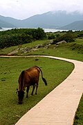疊石以上的步行徑上，不難發現牛隻吃草。