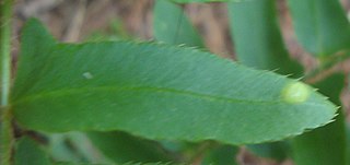 <i>Taphrina polystichi</i> Species of fungus