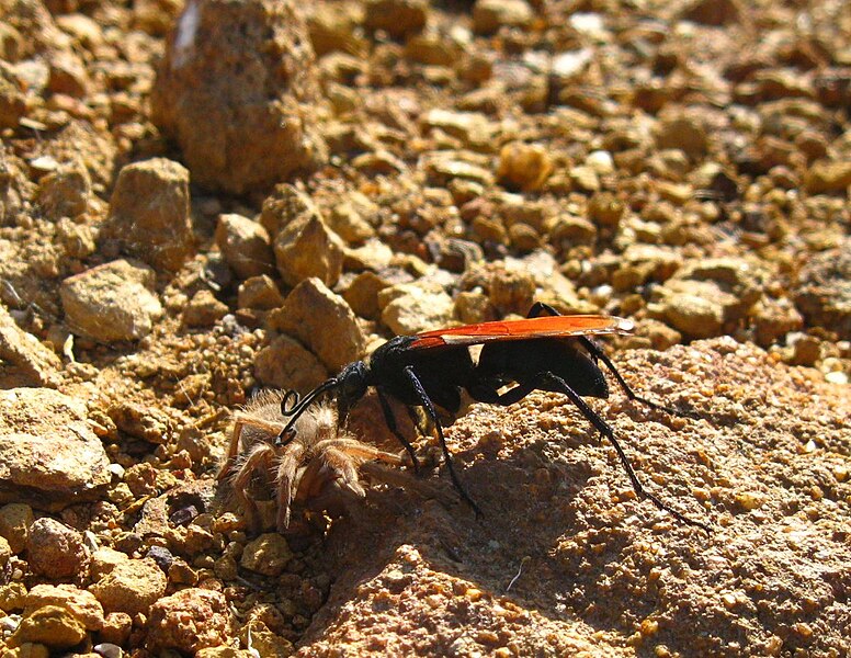 File:Tarantula Hawk, Orange County, near sierra peak - Flickr - theforestprimeval.jpg