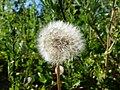 Pusteblume