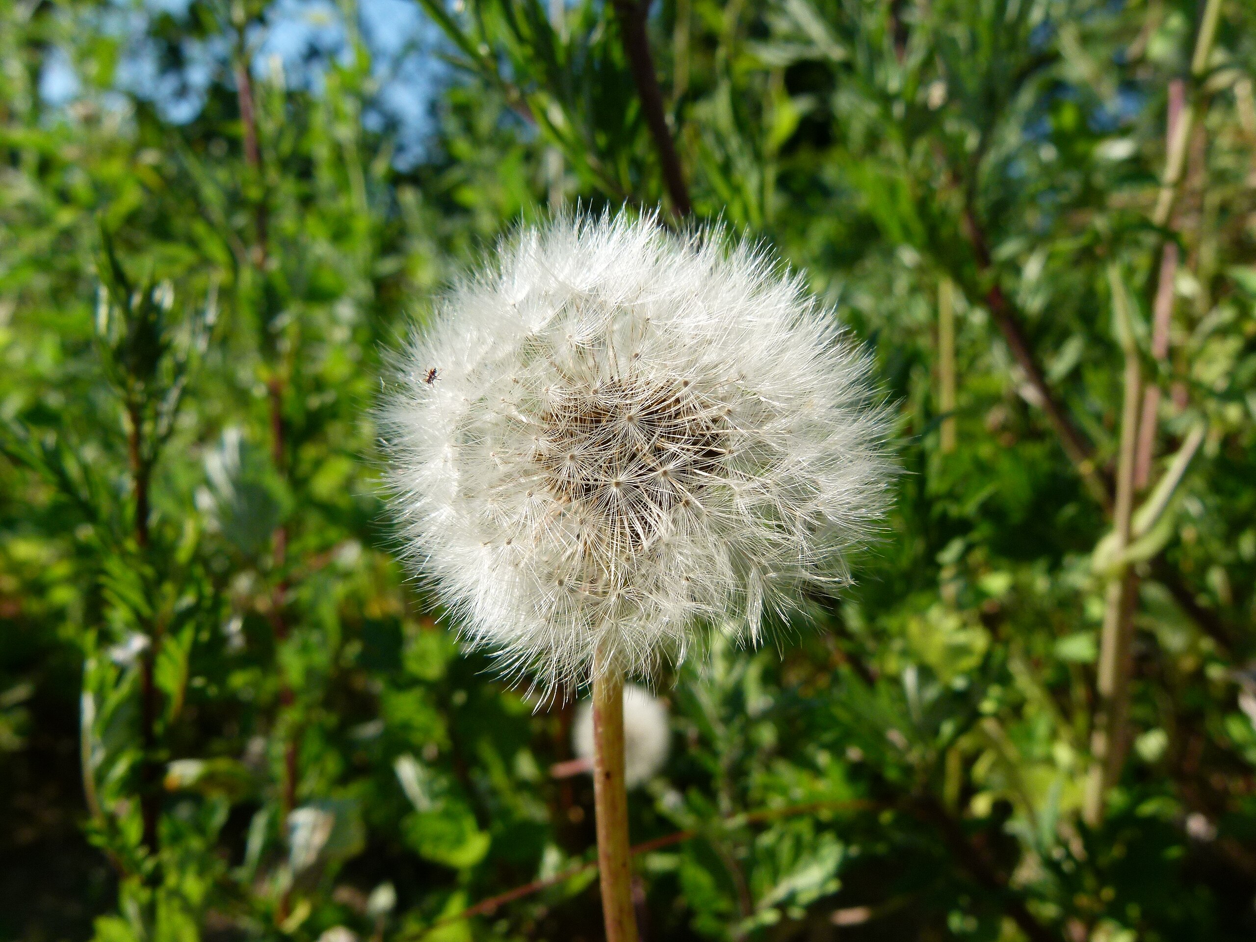 File:Taraxacum officinale - dandelion blowball - Löwenzahn Pusteblume  01.jpg - Wikimedia Commons