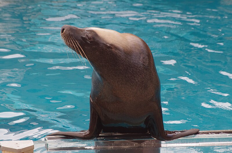 File:Taronga zoo, Sydney, Australia (8619360928).jpg