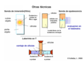 Ensayos de quimiotaxis – Tecnicas otras