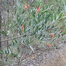 Tecoma tenuiflora.jpg