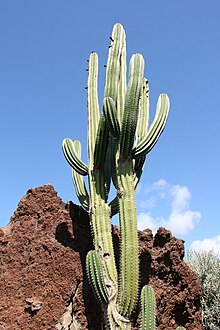 Teguise Guatiza - Jardin - Pachycereus pecten-aboriginum 02 ies.jpg