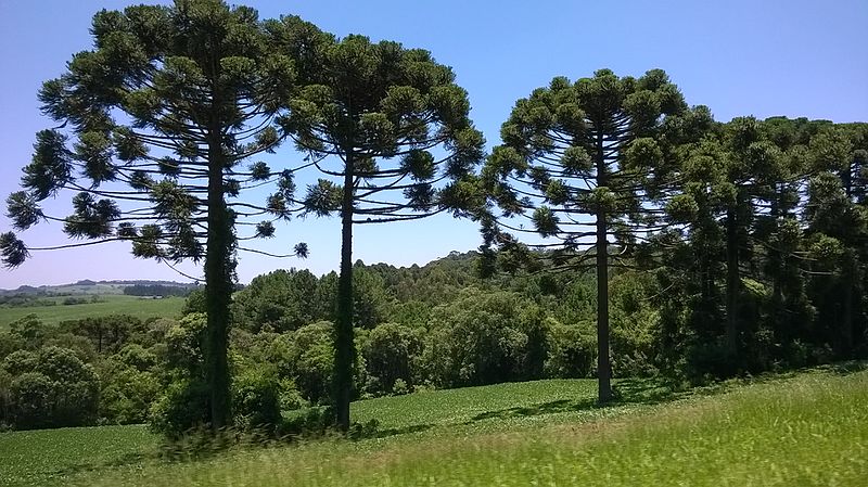 File:Teixeira Soares - State of Paraná, Brazil - panoramio - LUIS BELO.jpg