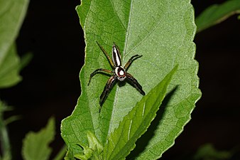 Telamonia dimidiata (Two-striped jumper)