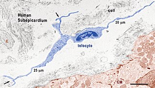 <span class="mw-page-title-main">Telocyte</span>