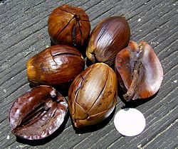 Shorea Robusta Seed Oil Wikipedia