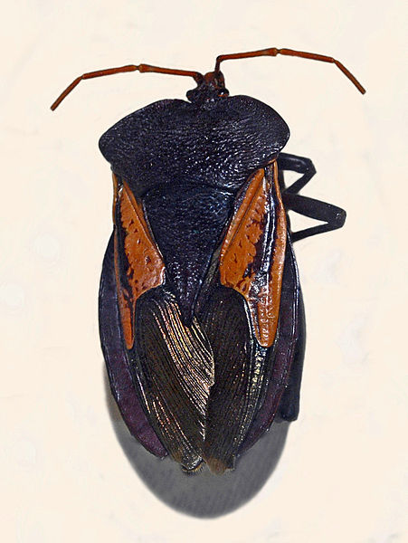 File:Tessaratomidae - Oncomeris flavicornis-001.JPG