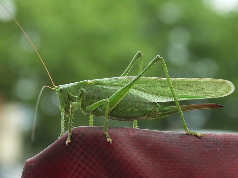 File:Tettigonia 1000.jpg