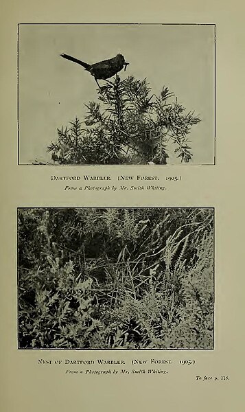 File:The Birds Of Hampshire - Kelsall & Munn - 1905 - p118.jpg