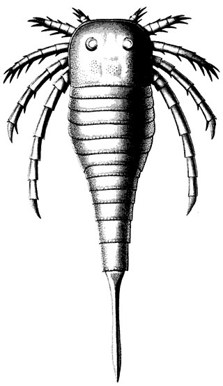 <i>Kokomopterus</i> Extinct genus of sea scorpions