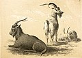 The alphabetical drawing book, and pictorial history. (of quadrupeds (1847) (18110551351).jpg