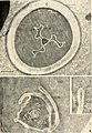The biology of hydra and of some other coelenterates, 1961 (1961) (20374133422).jpg