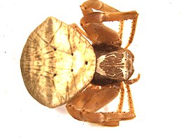 Thomisus schultzei