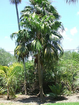 <i>Thrinax excelsa</i> Species of palm