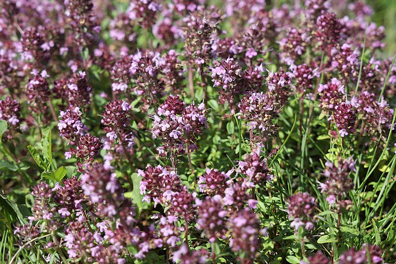 File:Thymus pulegioides TK 2022-07-11 1.jpg