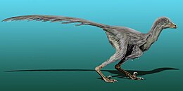 A Tianyuraptor rekonstrukciója