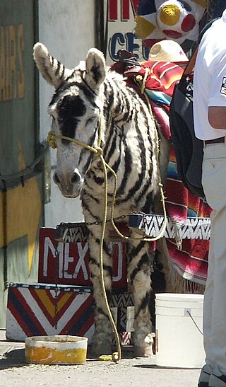 <span class="mw-page-title-main">Zonkey (Tijuana)</span> Donkeys painted with fake zebra stripes