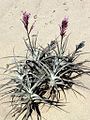 Tillandsia purpurea (Pfendbach) 00433.jpg