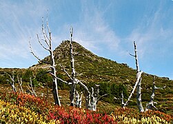 Wild flowers on hike up to summit