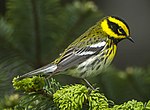 Thumbnail for Townsend's warbler