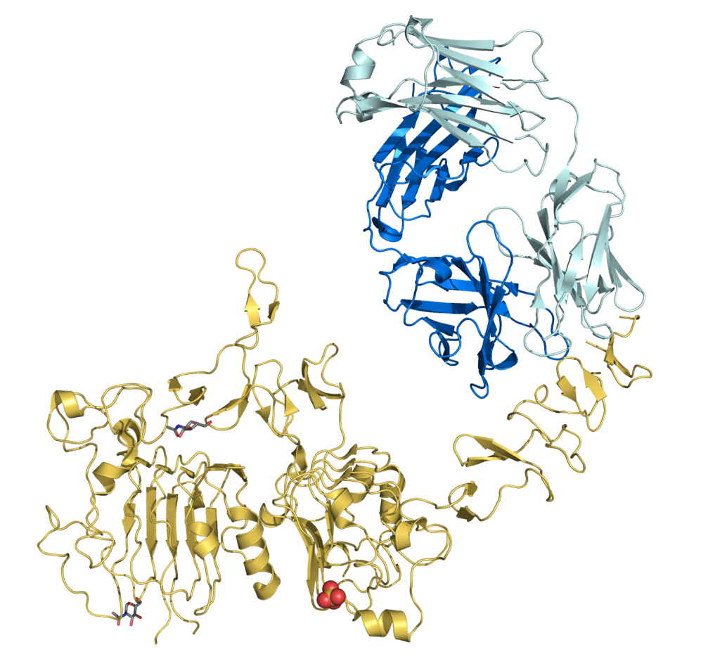 Trastuzumab-avatar