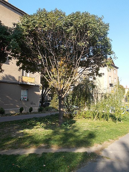 File:Tree, Technikum neighborhood, 2017 Dunaújváros.jpg