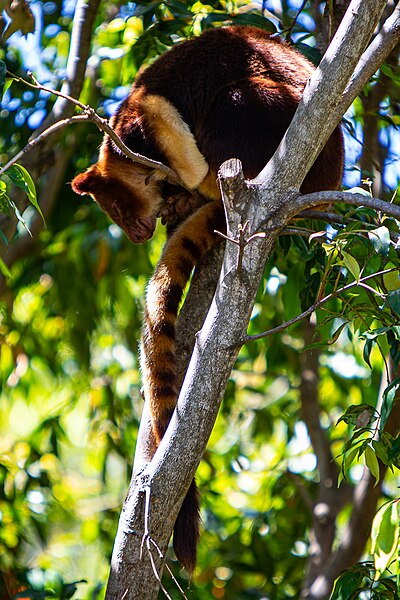 File:Tree-Kangaroo in SYdney zoo (220A8456).jpg