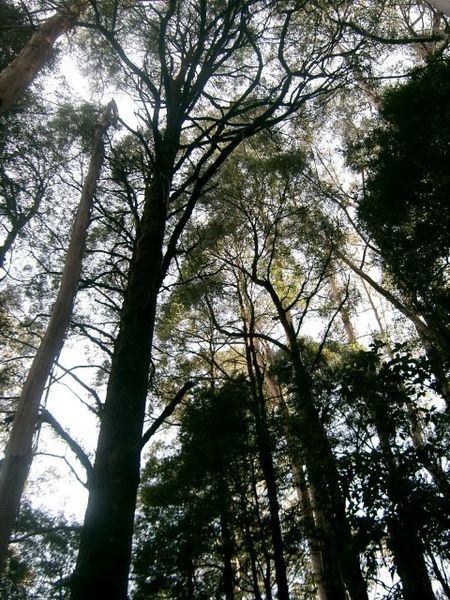 File:Trees at Otway National Park (494350836).jpg