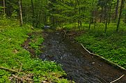 Čeština: Tresenský potok, okres Žďár nad Sázavou