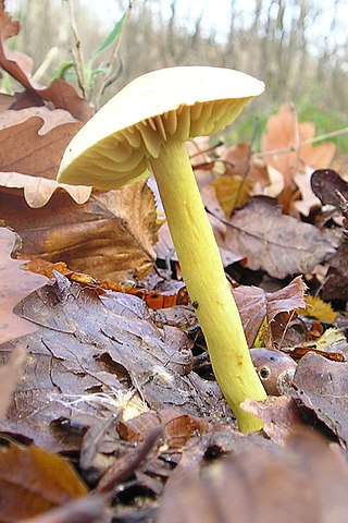 <i>Tricholoma sulphureum</i> Species of fungus