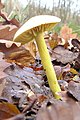 Tricholoma sulphureum