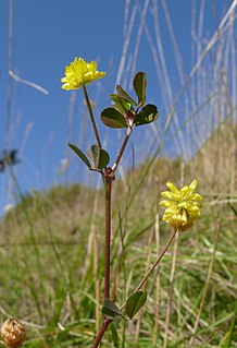 <i>Trifolium campestre</i> Species of flowering plant in the bean family Fabaceae