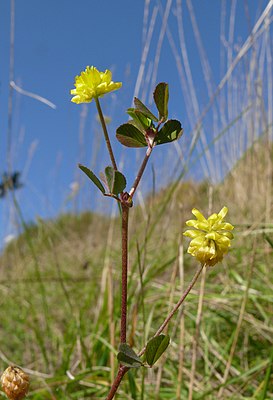 Field clover (Trifolium campestre)