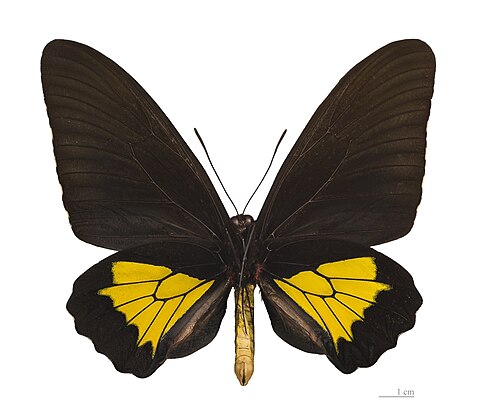 Museum specimen ♂△ - Ventral side