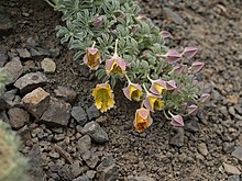 Tropaeolum polyphyllum (1) .jpg