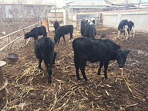 Corral of a dairy farm in Lebap Province, Turkmenistan Turkmenabat-farmstead-Turkmenistan-cattle.jpg